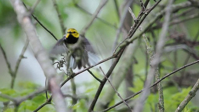 Black-throated Green Warbler - ML635799933