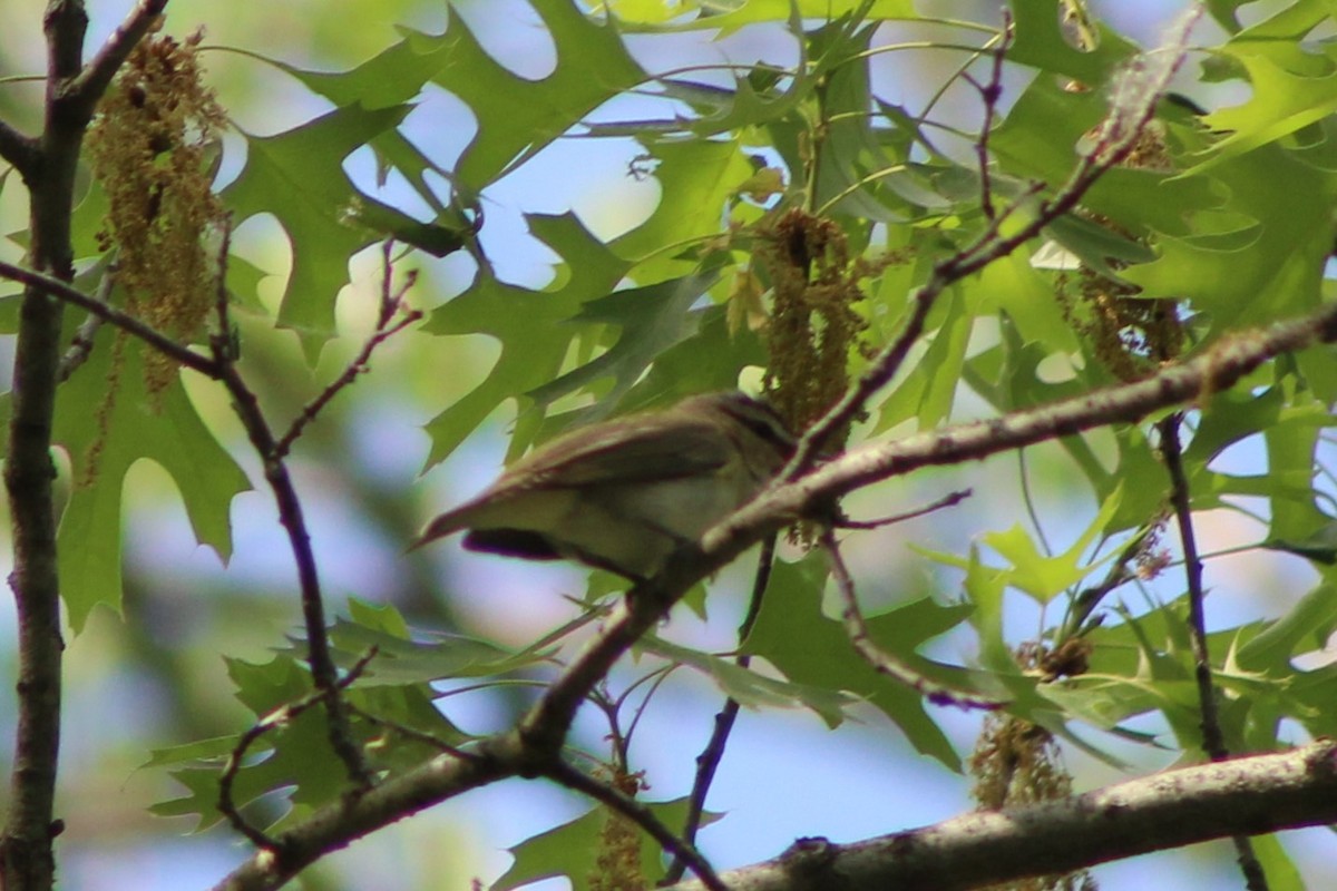 Red-eyed Vireo - ML635799968