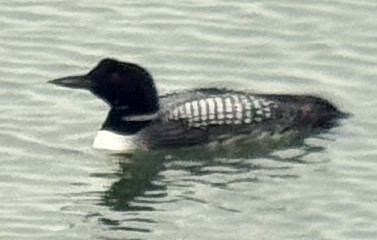 Aliota handia - ML635799989