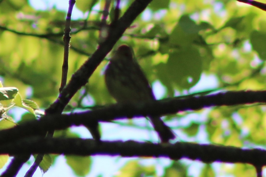 Ovenbird - ML635800000