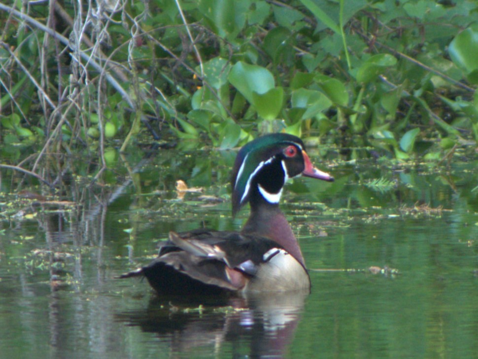 Wood Duck - ML635800005