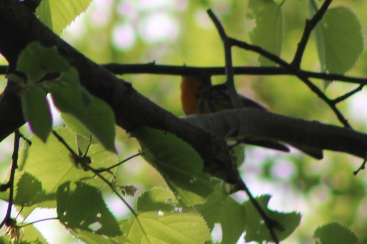 Blackburnian Warbler - ML635800021