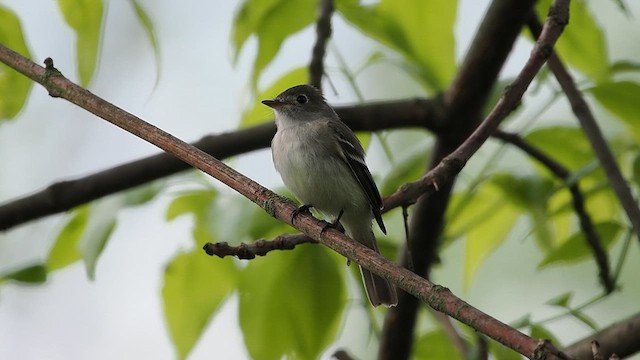 Mosquero Mínimo - ML635800025