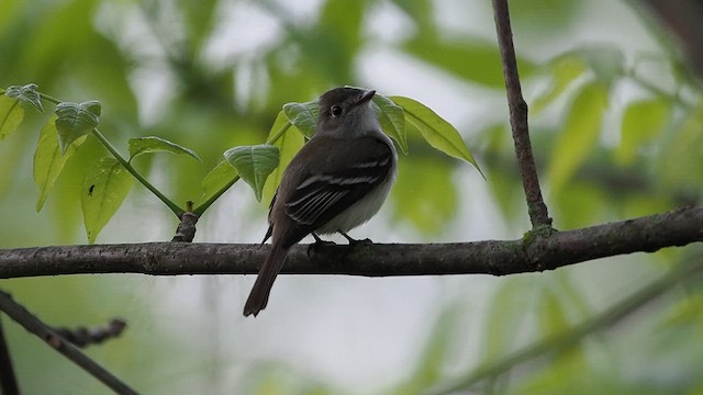 Mosquero Mínimo - ML635800028