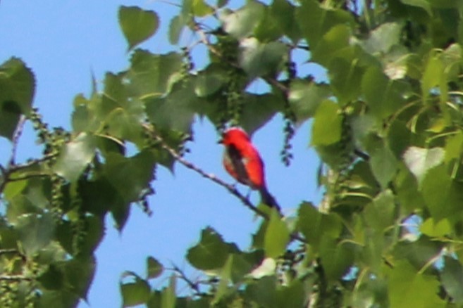 Scarlet Tanager - ML635800030