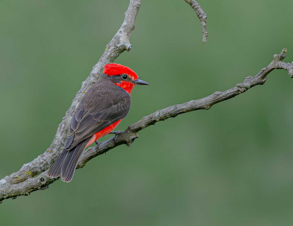 Vermilion Flycatcher - ML635800074