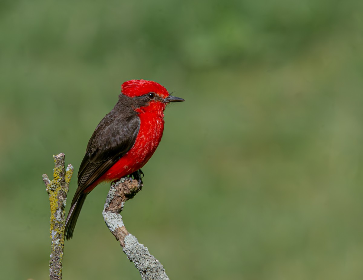 Vermilion Flycatcher - ML635800075