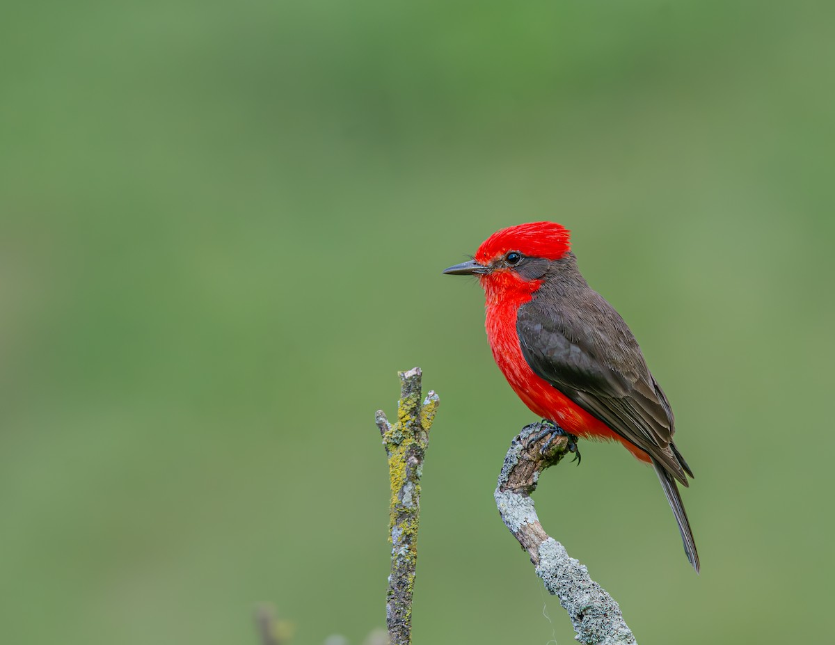 Vermilion Flycatcher - ML635800076