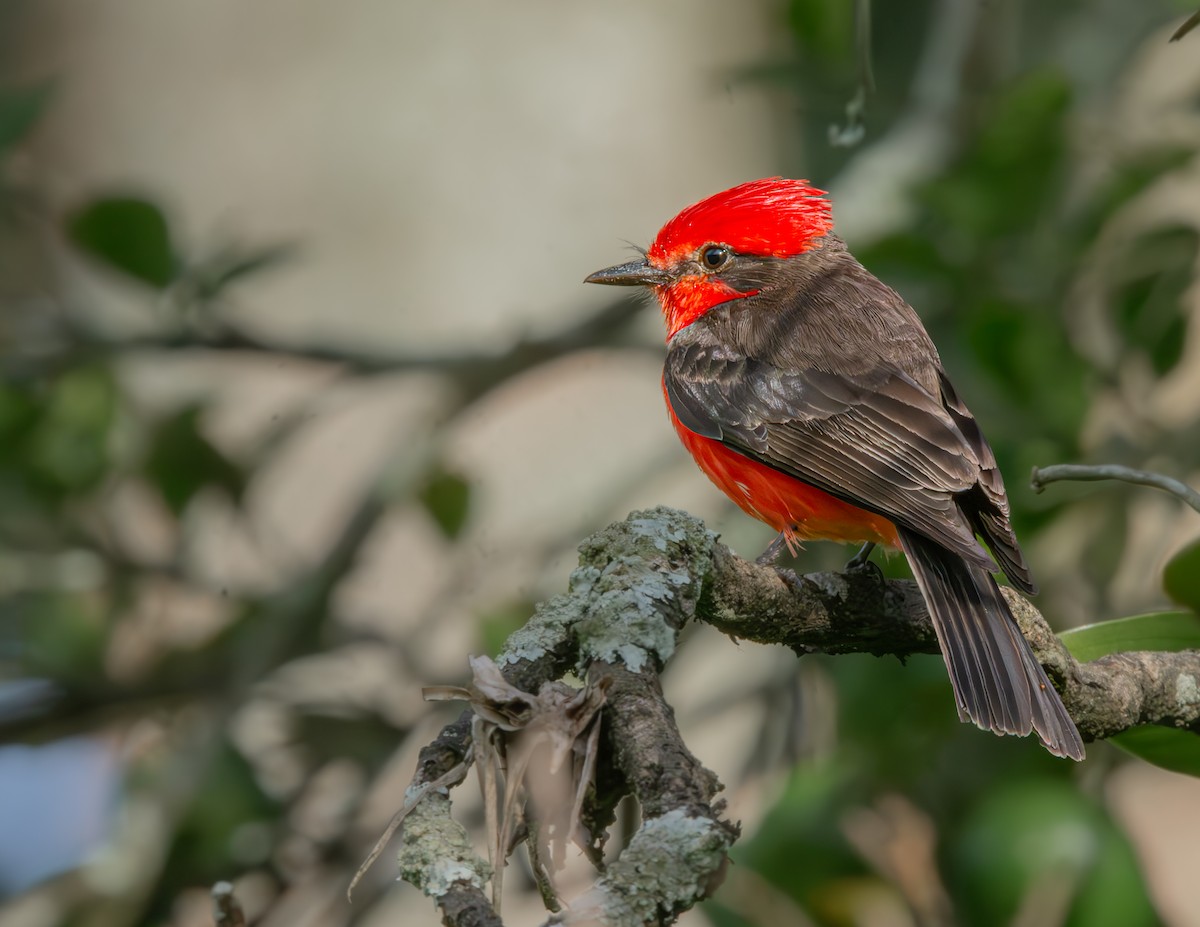 Vermilion Flycatcher - ML635800077