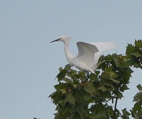 Snowy Egret - ML635800127