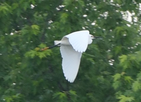 Snowy Egret - ML635800128