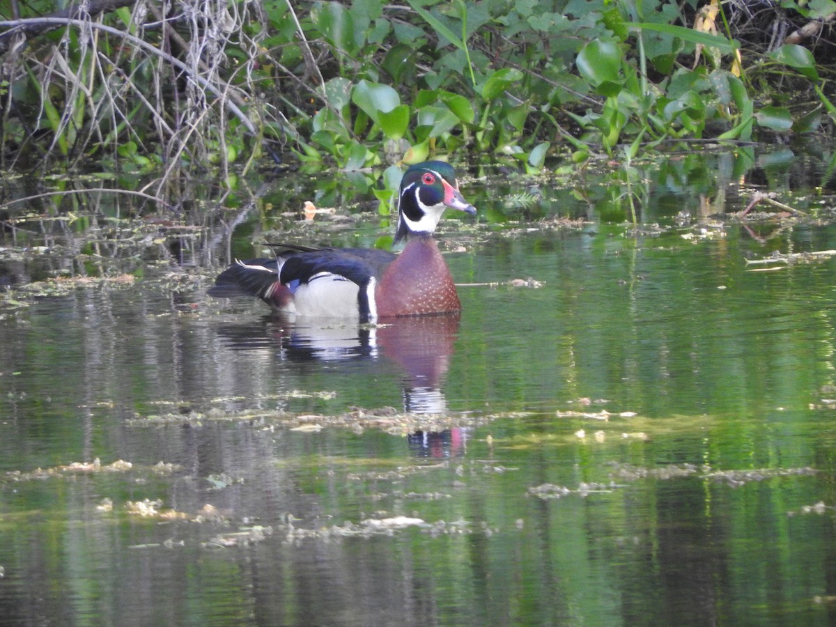 Wood Duck - ML635800156