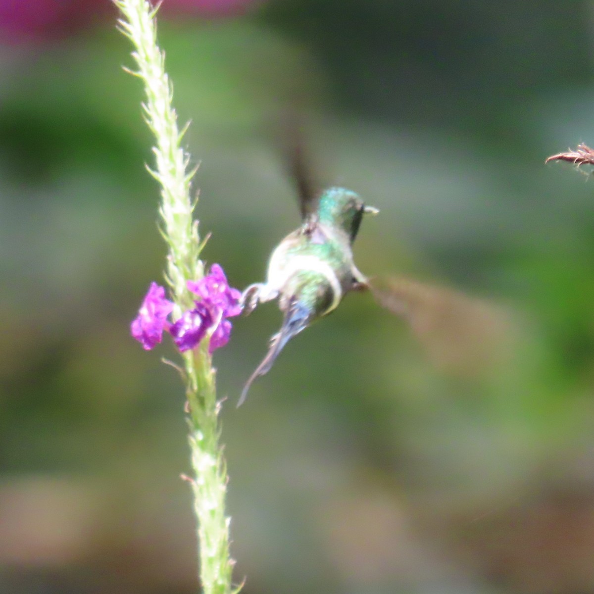 Black-bellied Thorntail - ML635800221