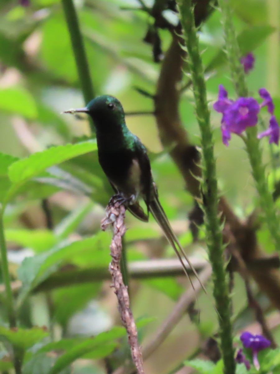 Black-bellied Thorntail - ML635800223
