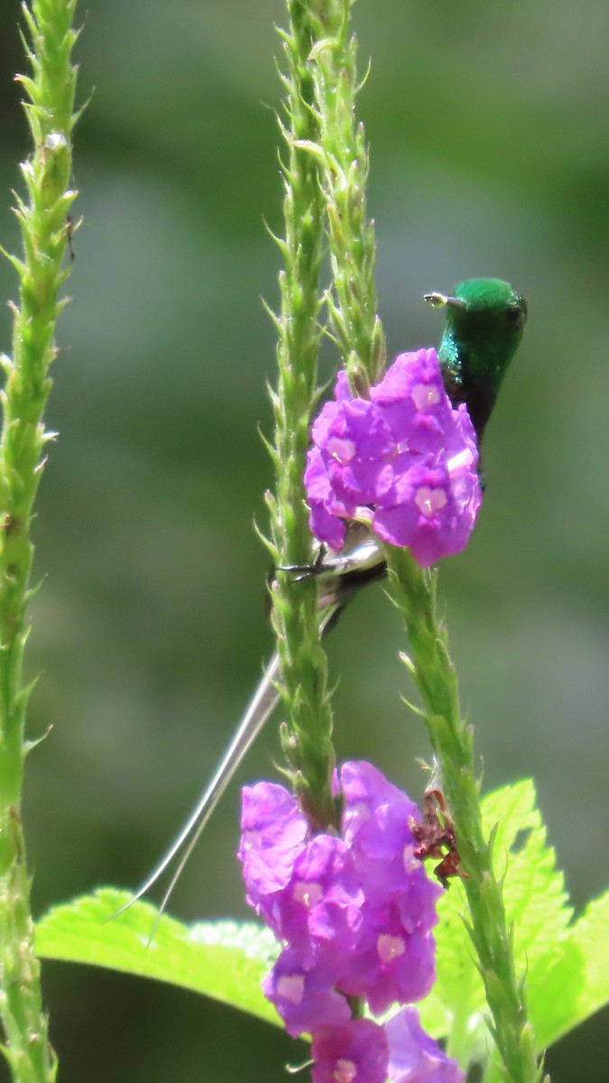 Black-bellied Thorntail - ML635800224