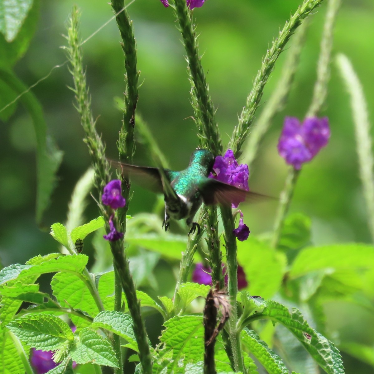 Black-bellied Thorntail - ML635800225