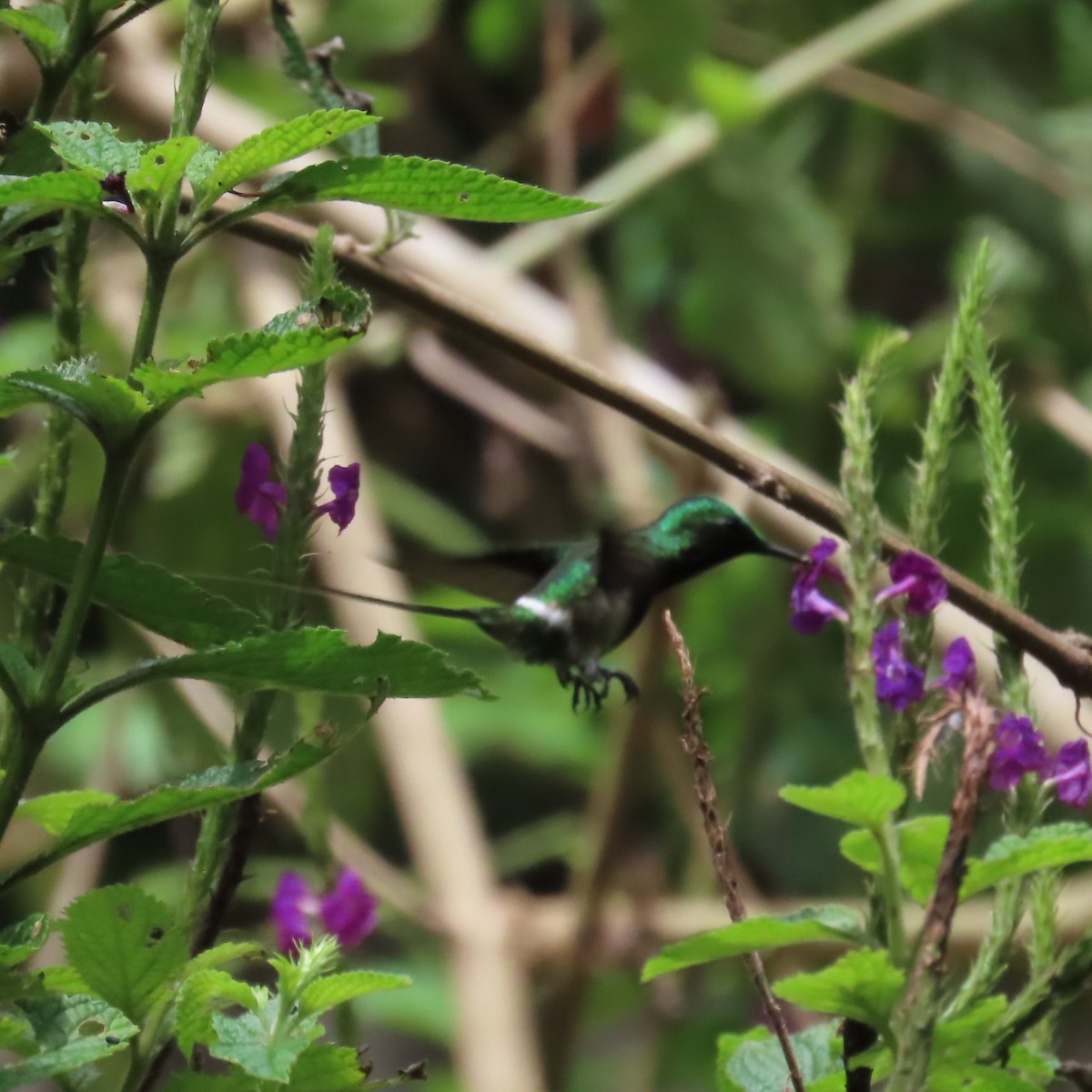 Black-bellied Thorntail - ML635800226