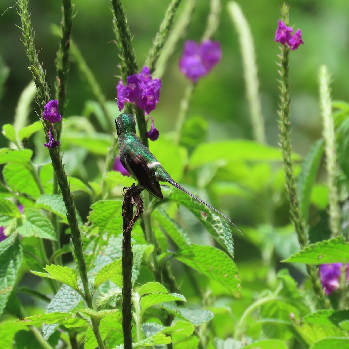 Black-bellied Thorntail - ML635800227