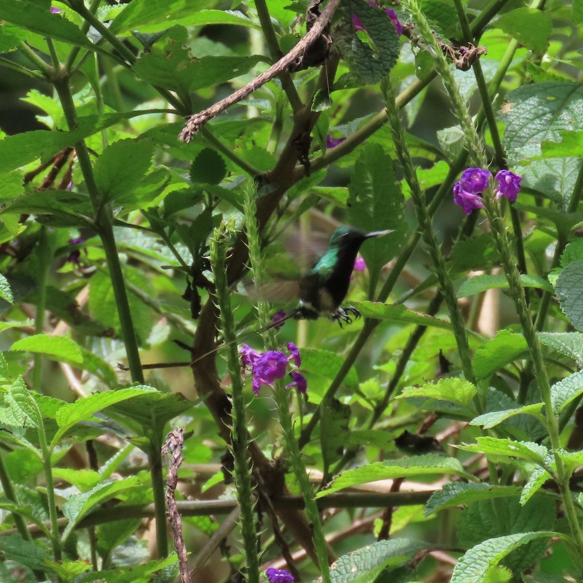 Black-bellied Thorntail - ML635800228