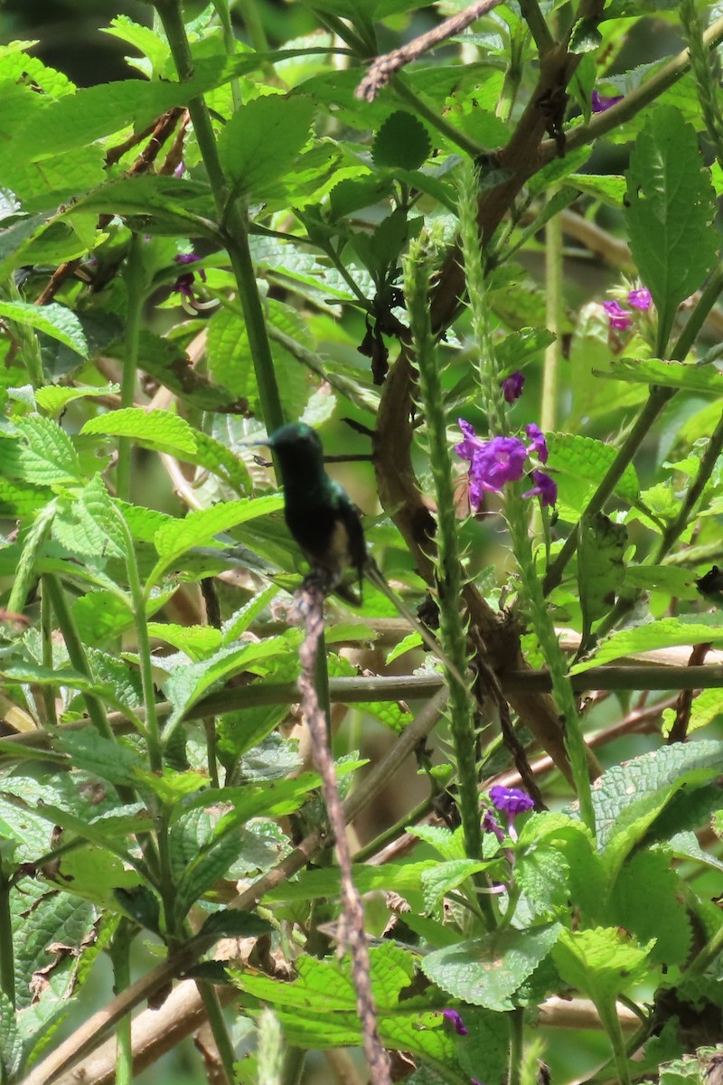 Black-bellied Thorntail - ML635800230