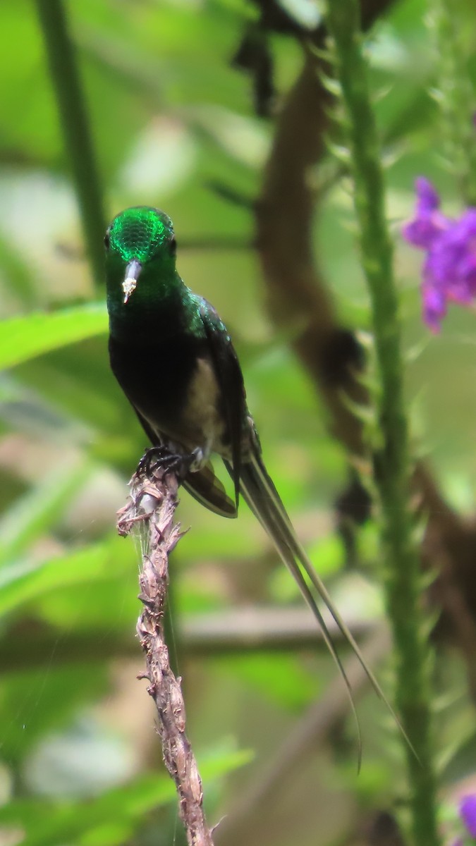 Black-bellied Thorntail - ML635800231