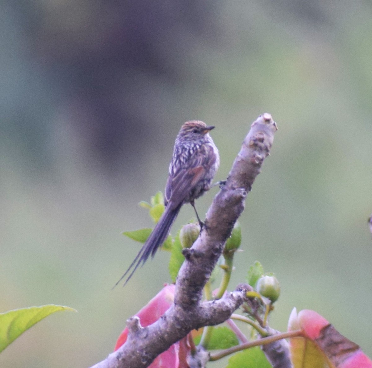 Streaked Tit-Spinetail - ML635800240