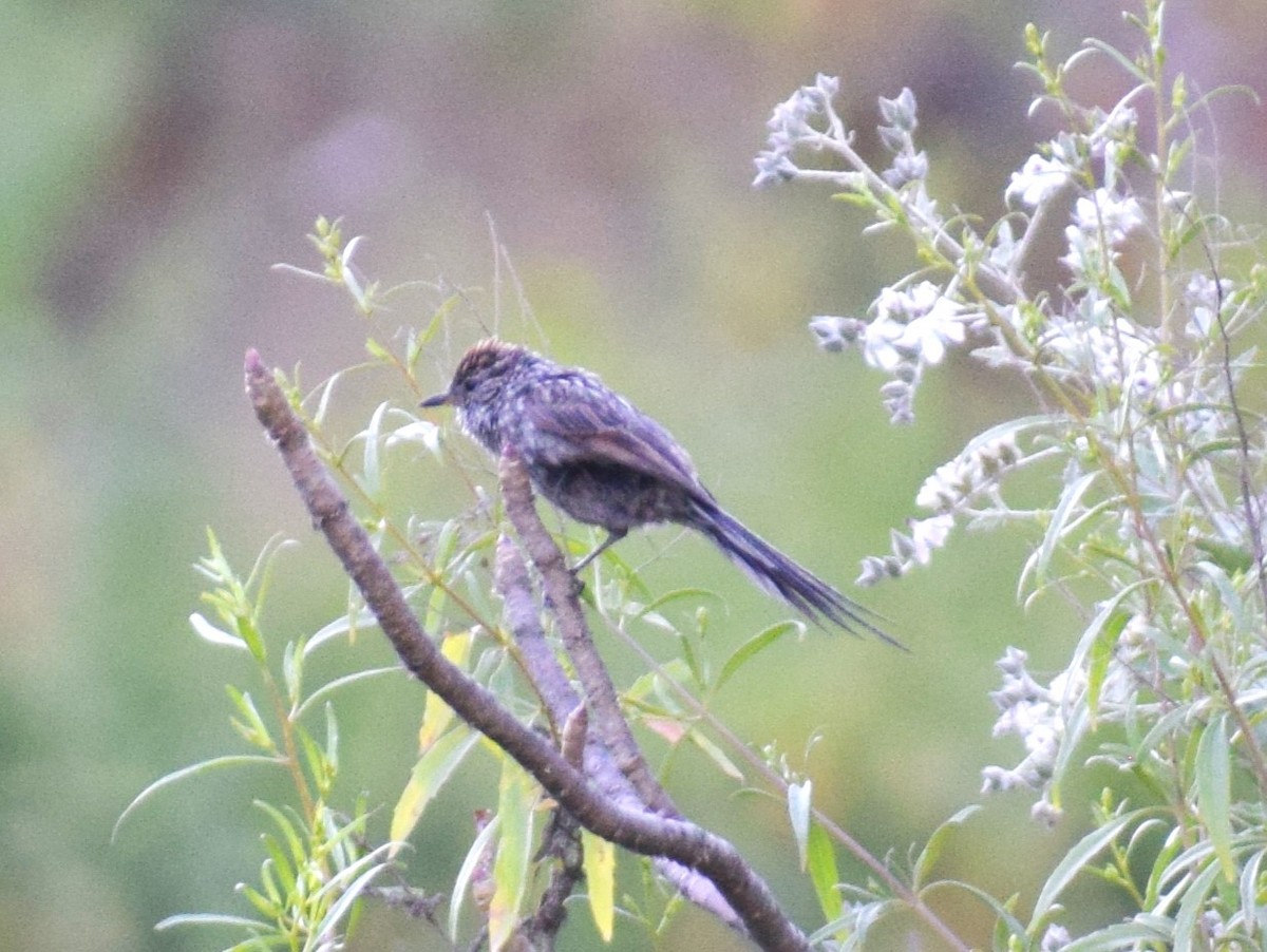 Streaked Tit-Spinetail - ML635800241