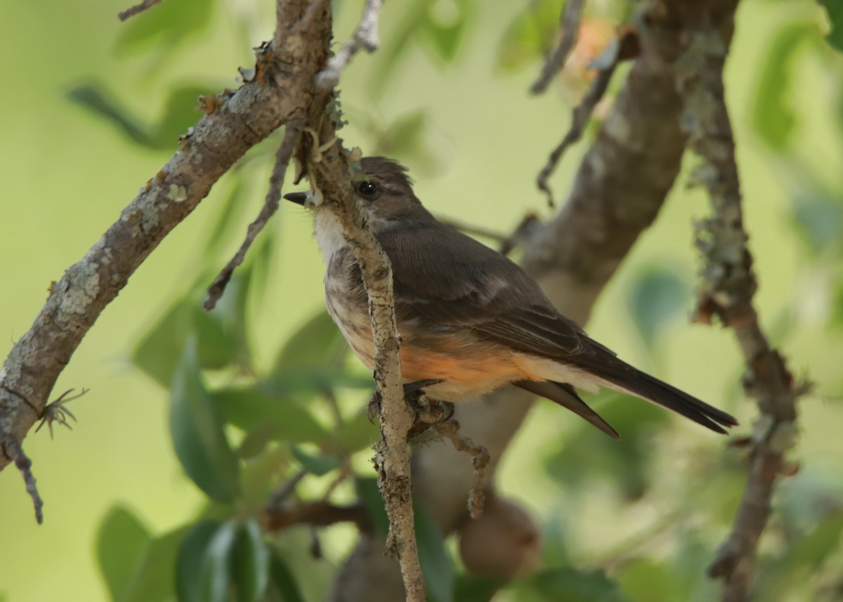 Vermilion Flycatcher - ML635800382