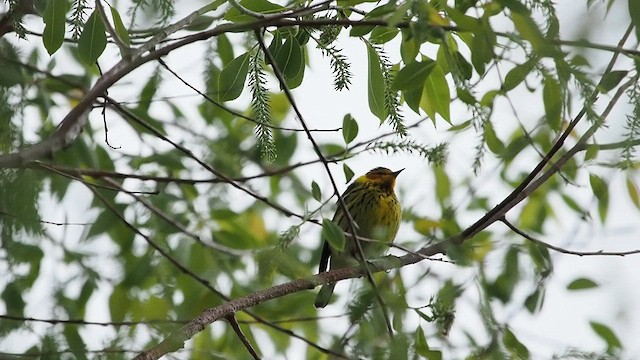 Cape May Warbler - ML635800419