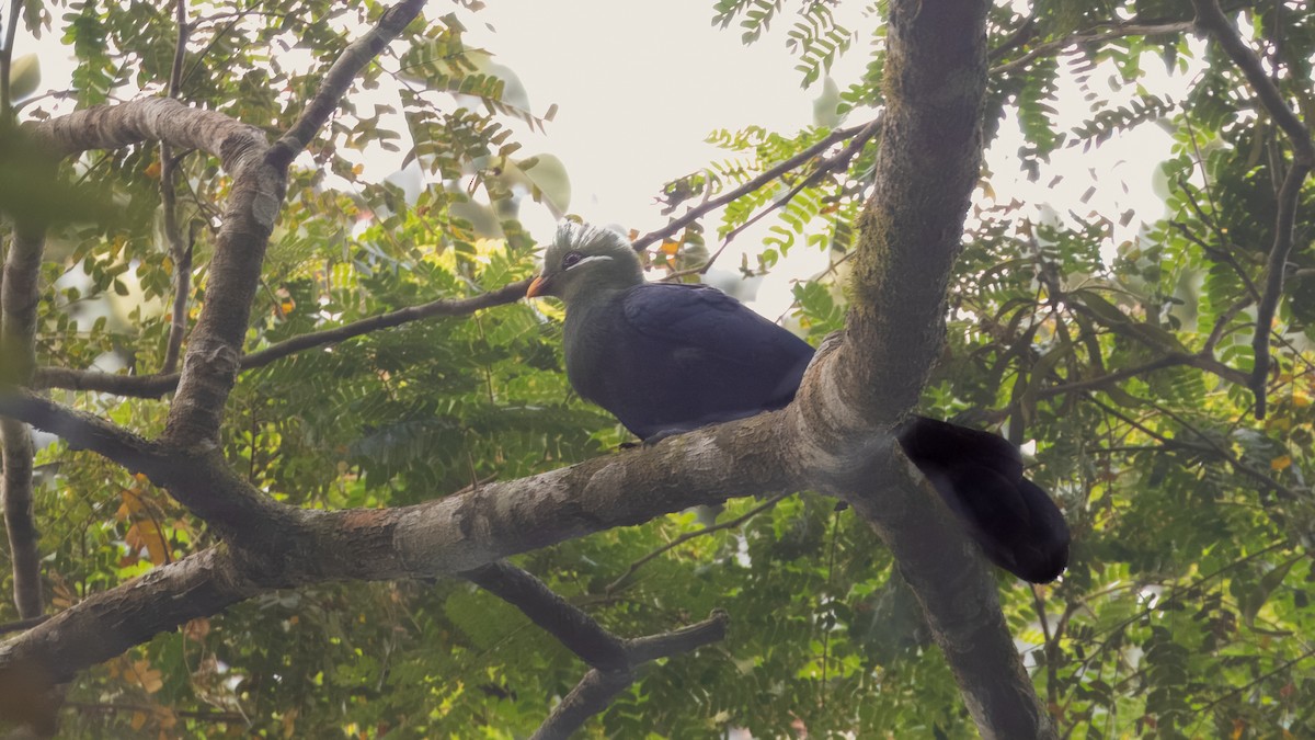 Yellow-billed Turaco (Yellow-billed) - ML635800423