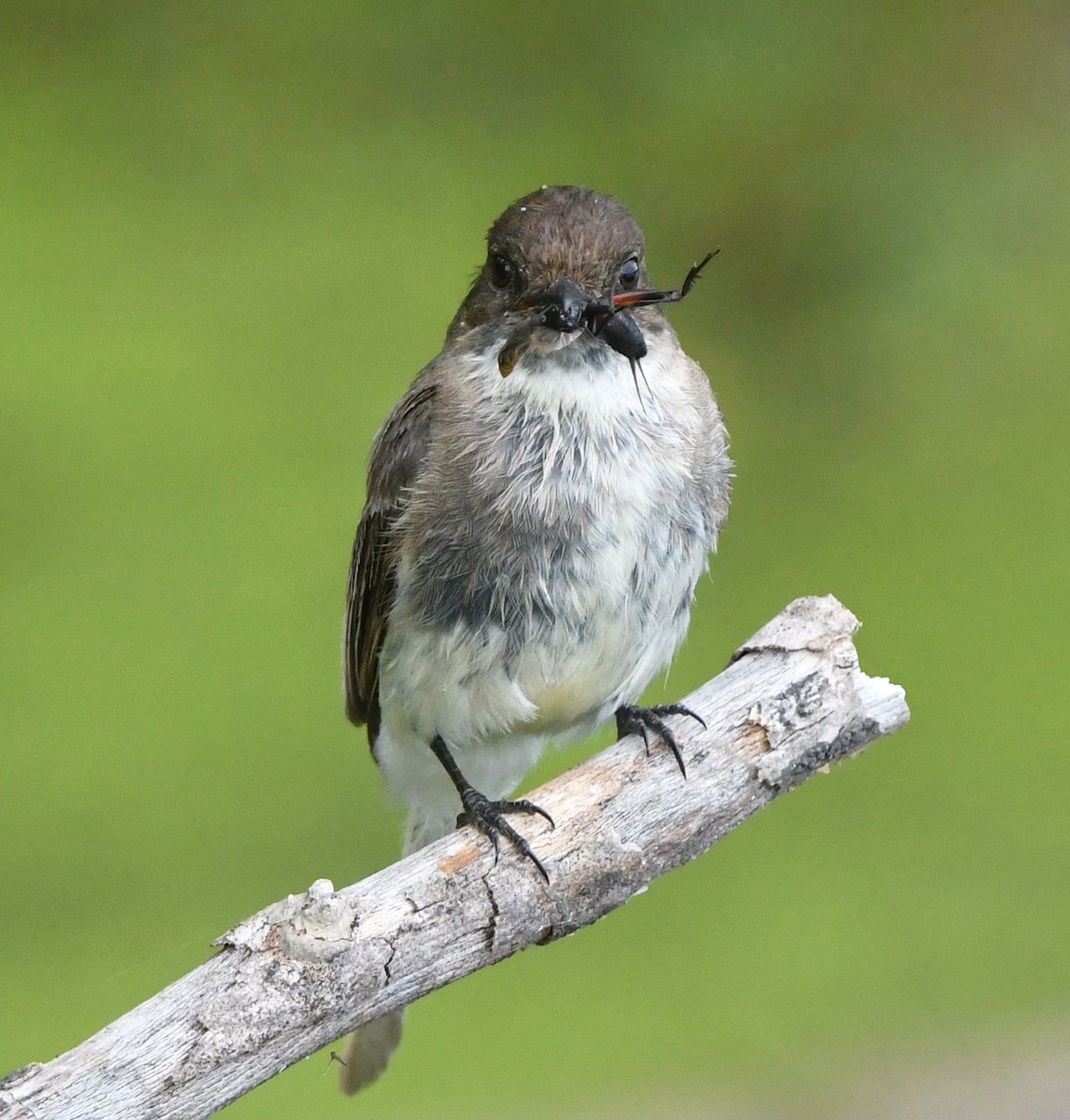 Eastern Phoebe - ML635800426