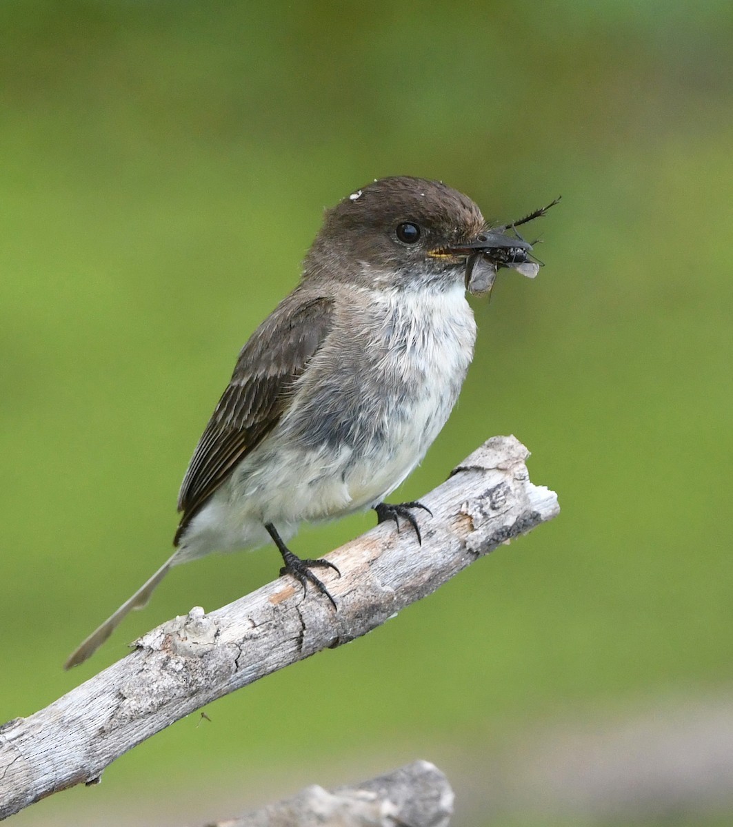 Eastern Phoebe - ML635800427