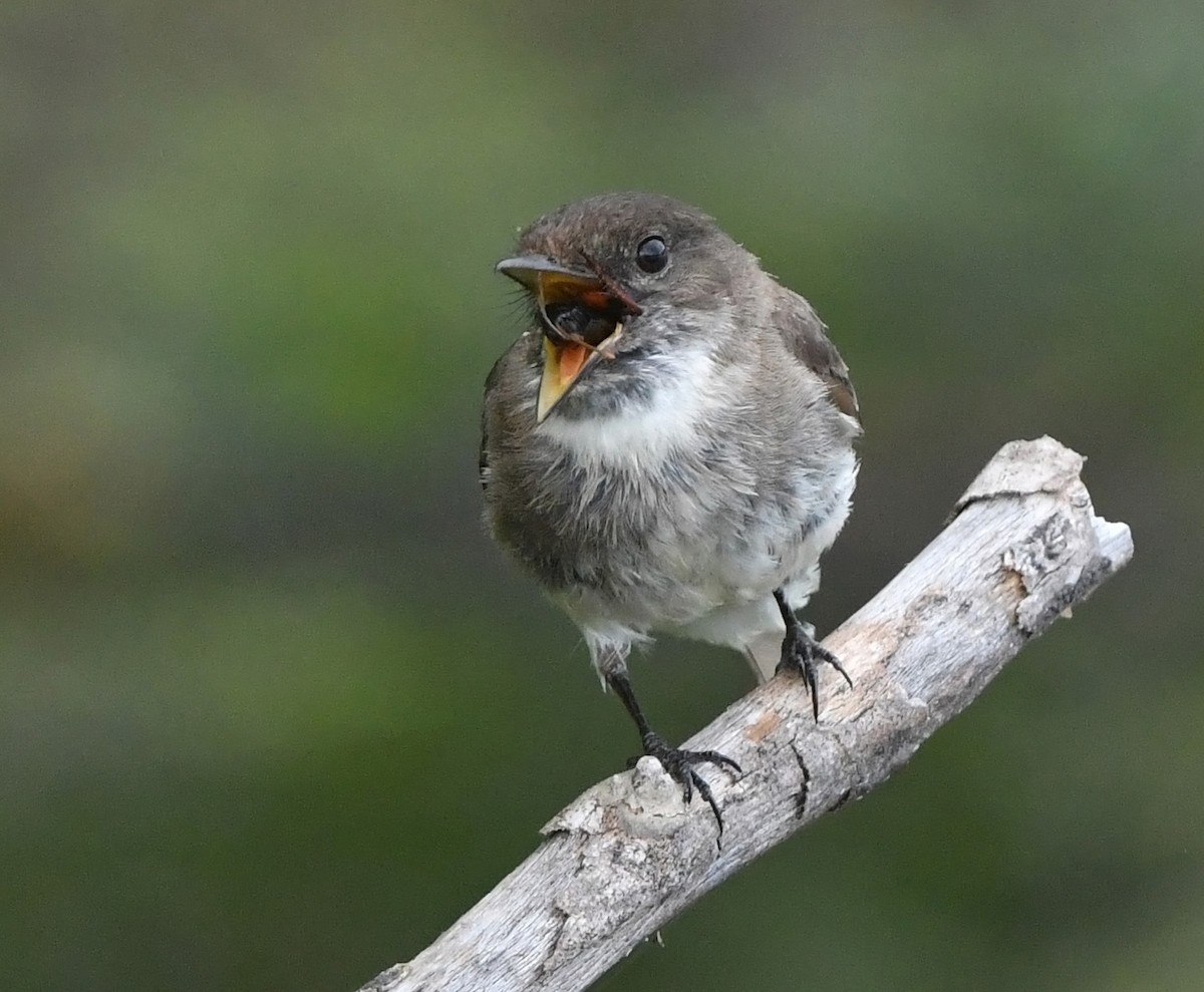 Eastern Phoebe - ML635800428