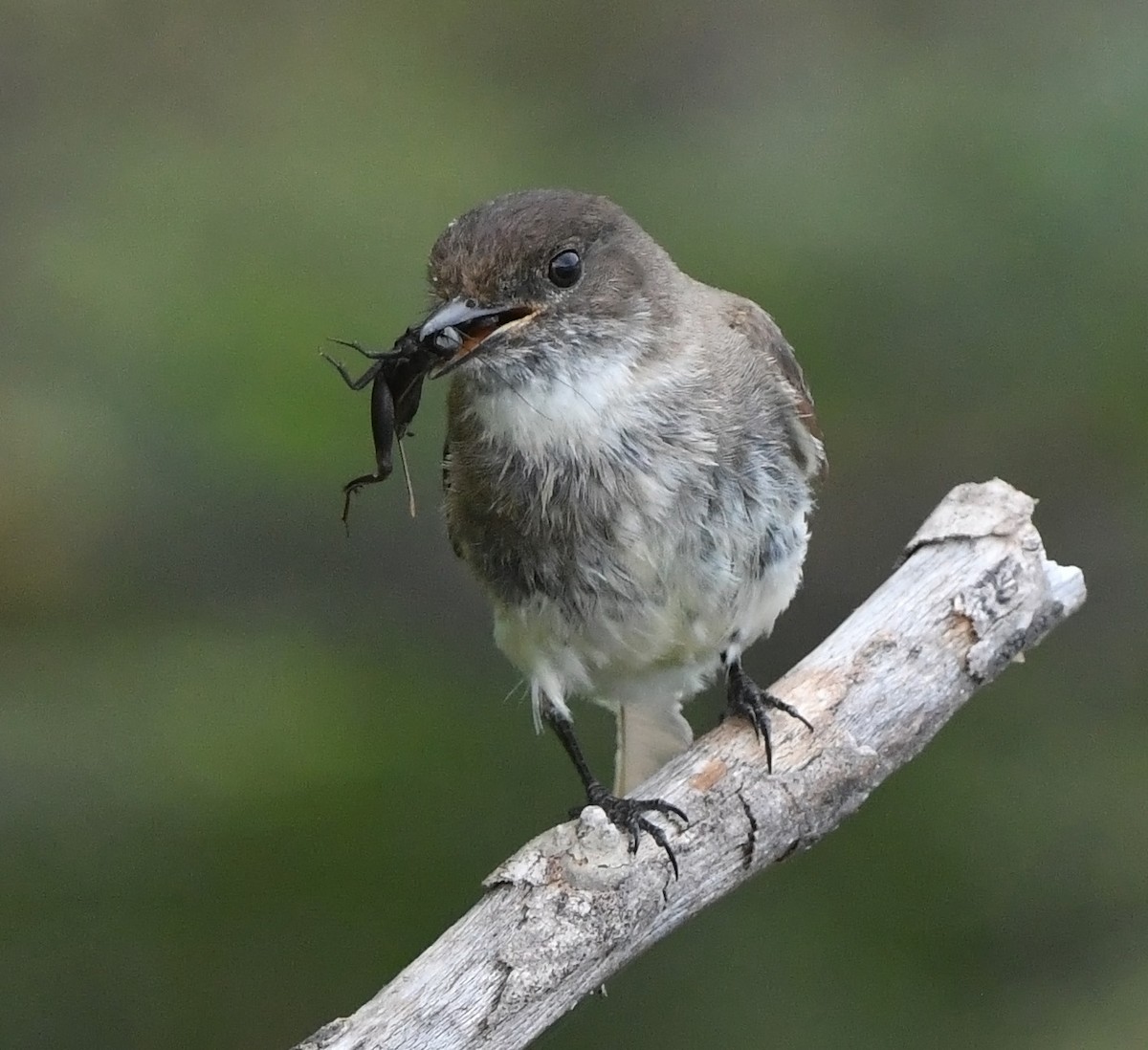 Eastern Phoebe - ML635800429