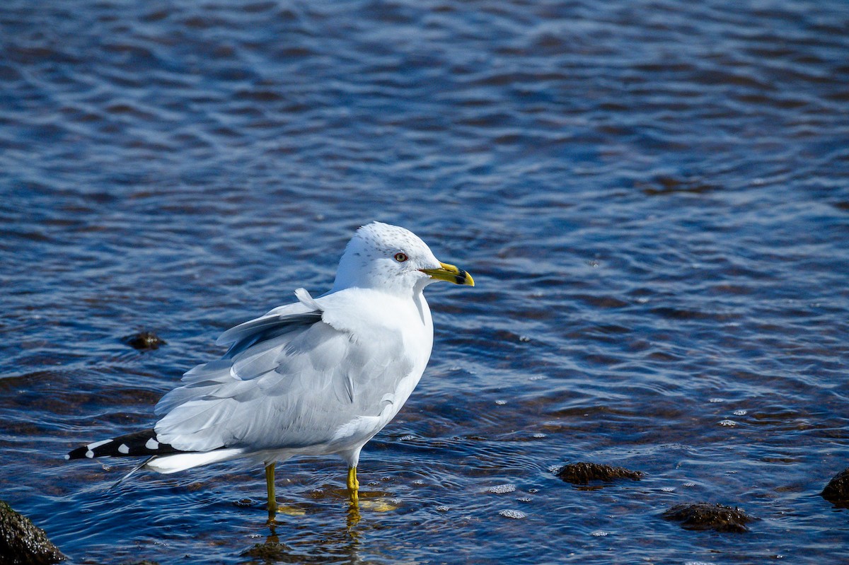 Ring-billed Gull - ML635800470