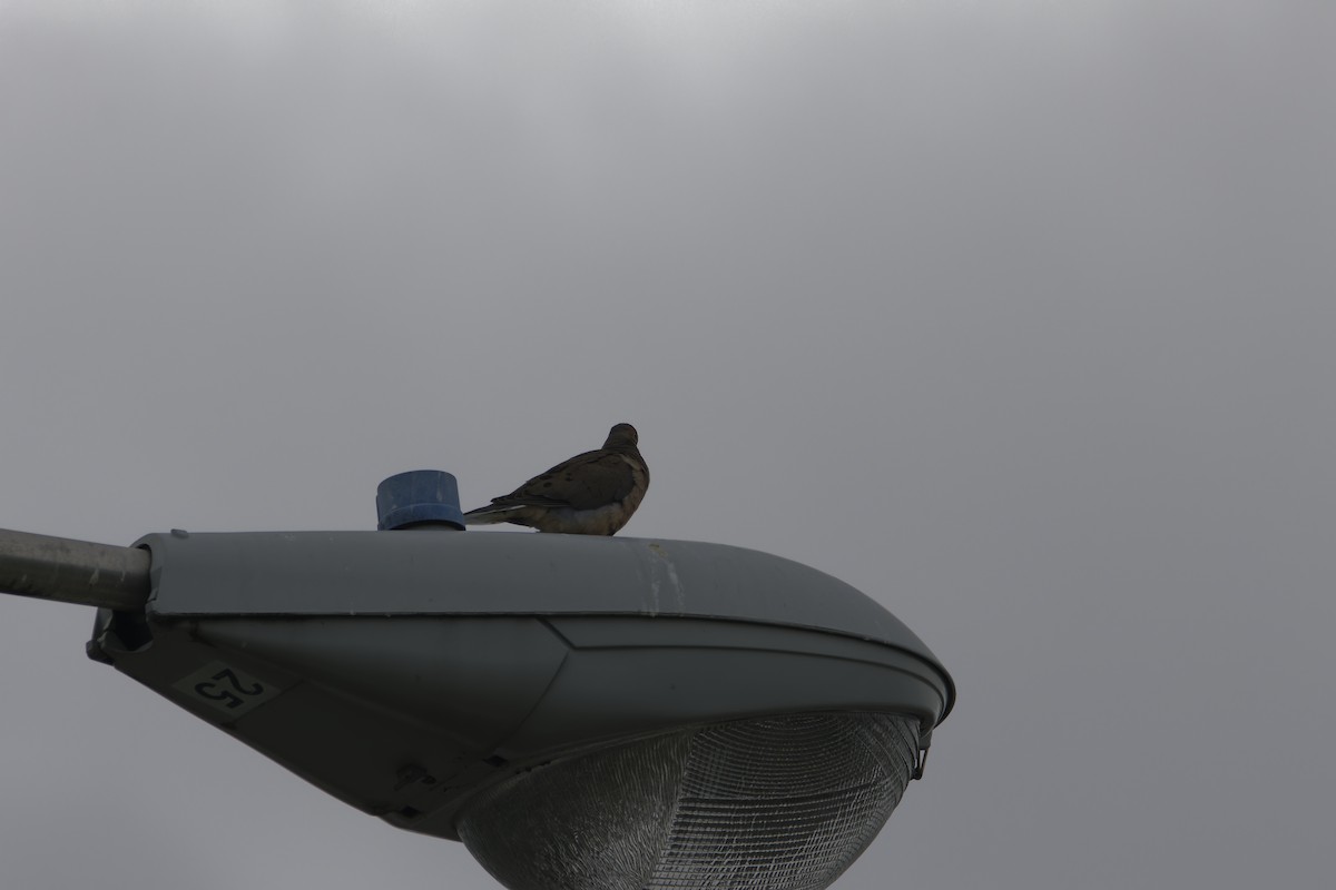 Mourning Dove - ML635800518