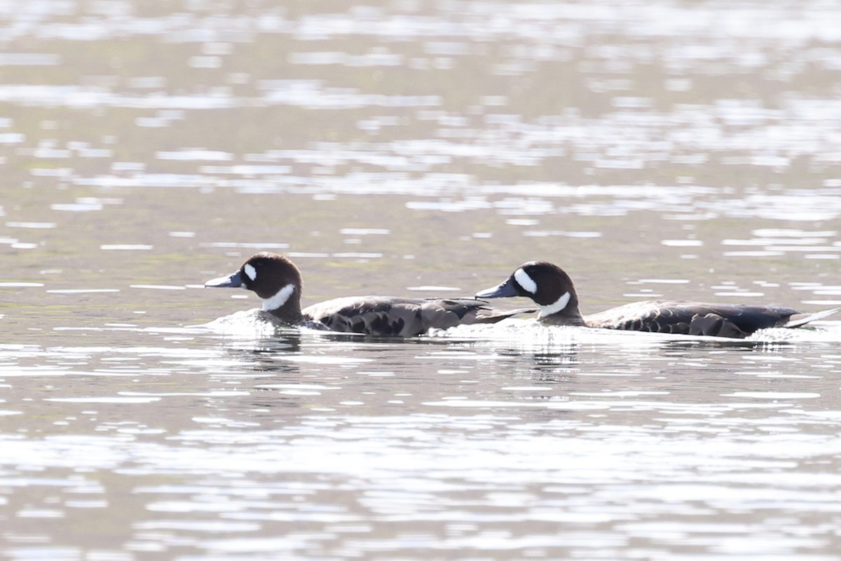 Spectacled Duck - ML635800522