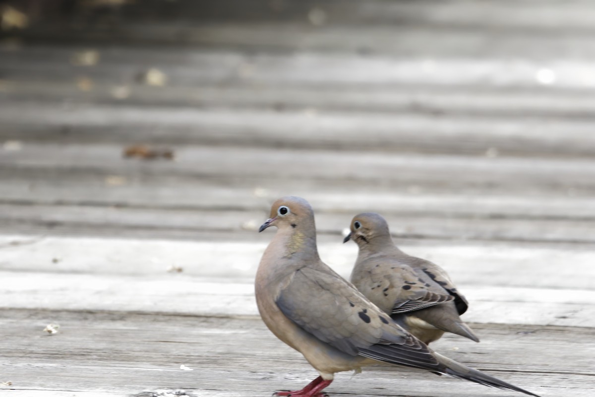 Mourning Dove - ML635800528