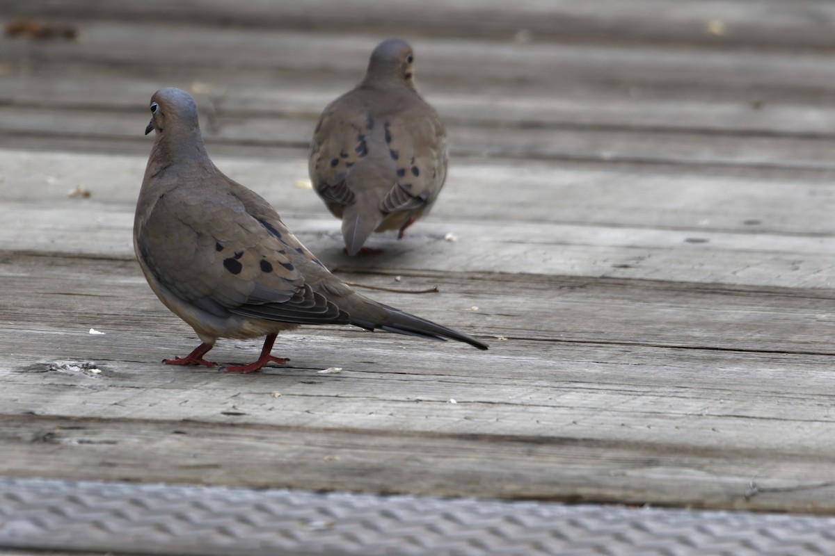 Mourning Dove - ML635800531