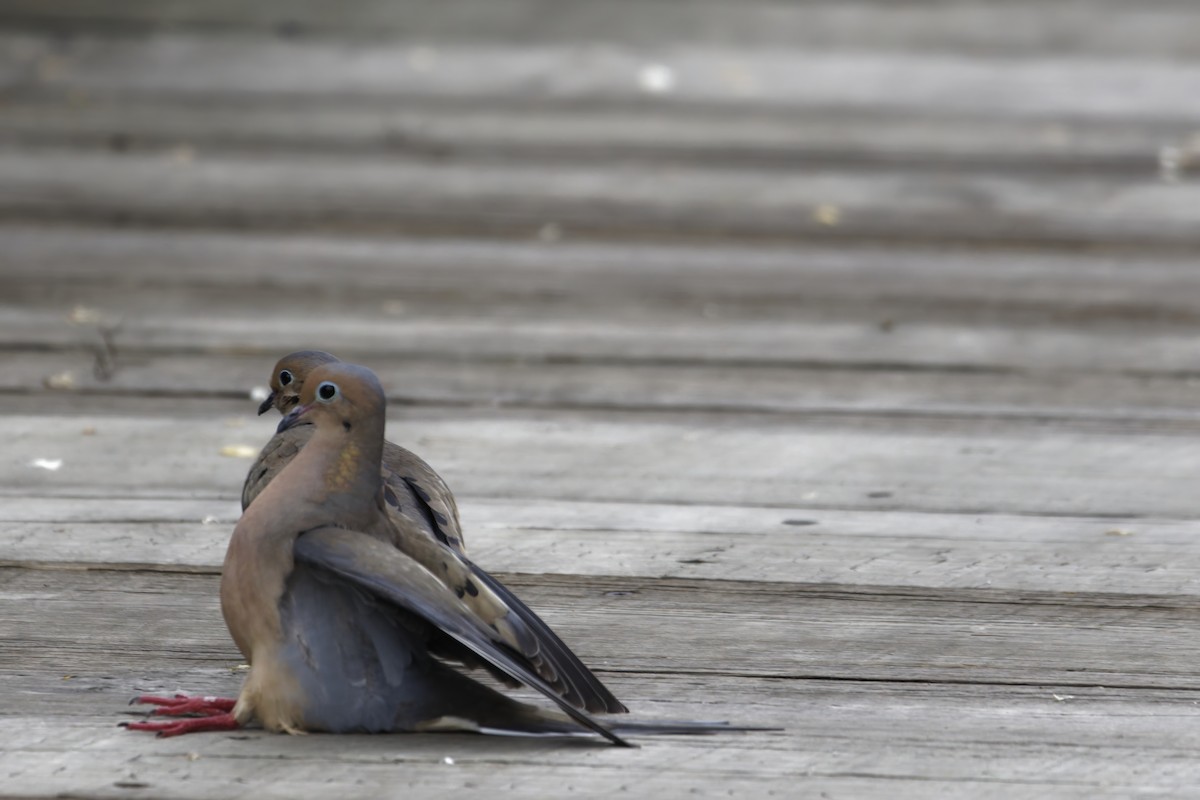 Mourning Dove - ML635800540
