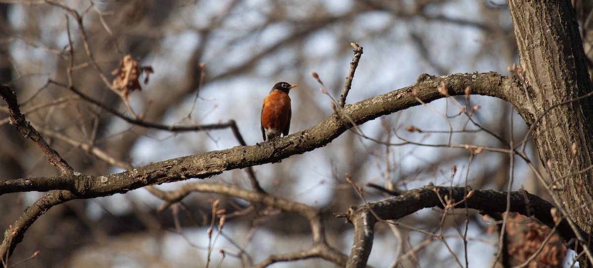 American Robin - ML635800631