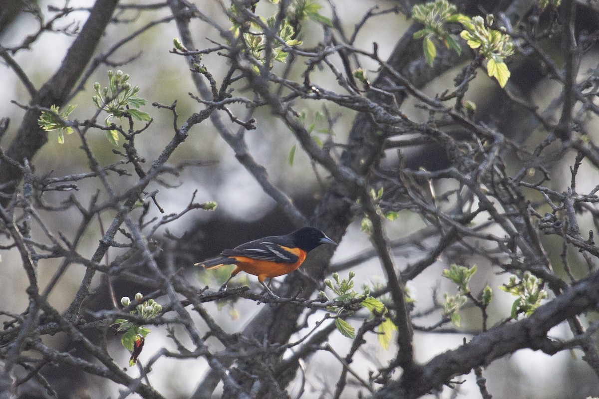 Baltimore Oriole - ML635800635