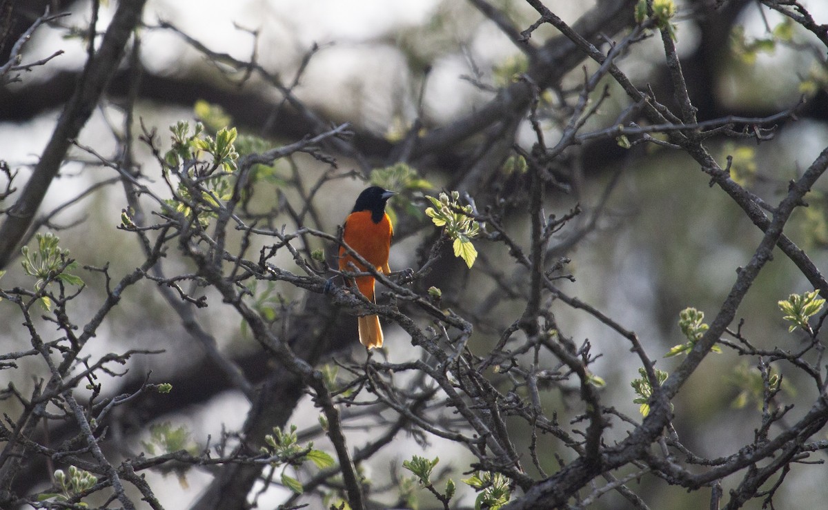 Baltimore Oriole - ML635800636