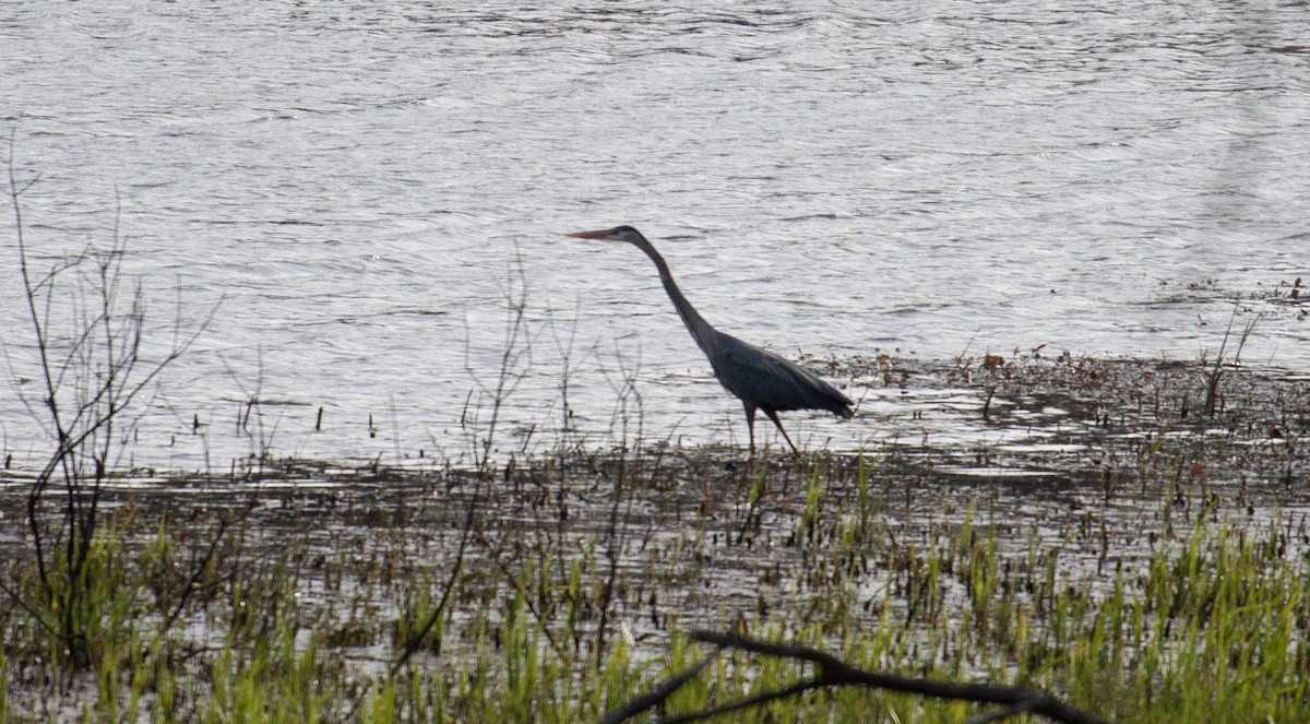 Great Blue Heron - ML635800649
