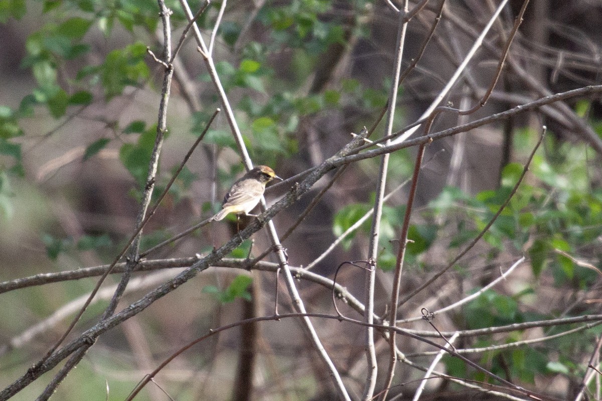 Palm Warbler - ML635800654
