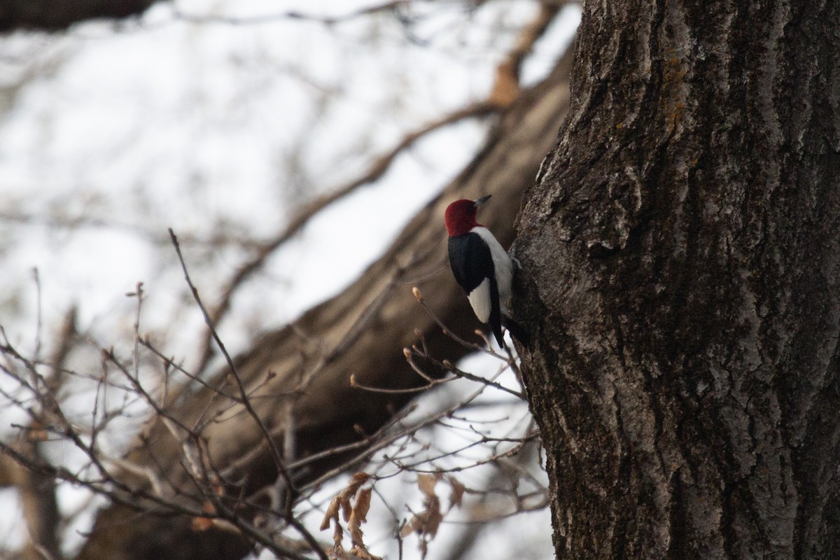 Red-headed Woodpecker - ML635800656
