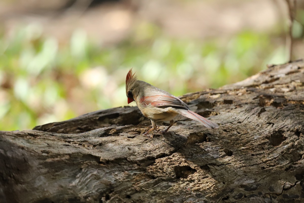 Northern Cardinal - ML635800665
