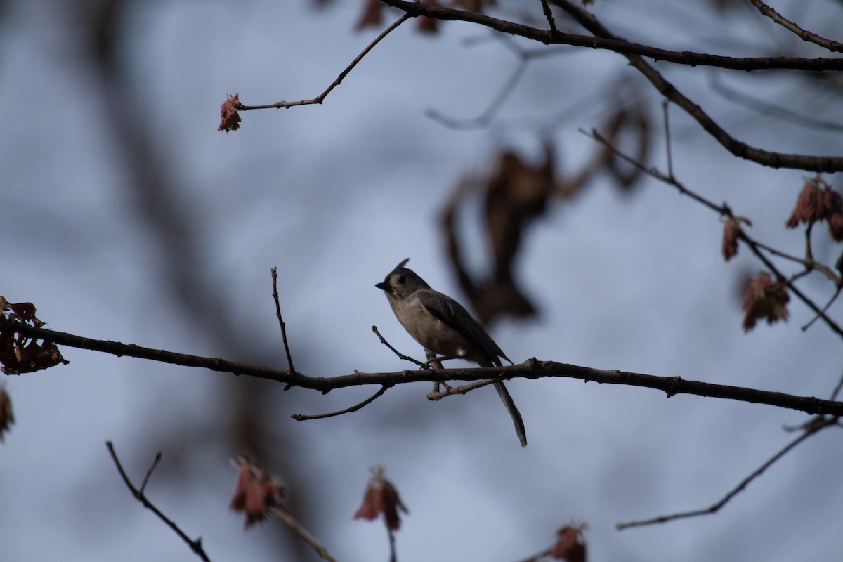 Tufted Titmouse - ML635800671