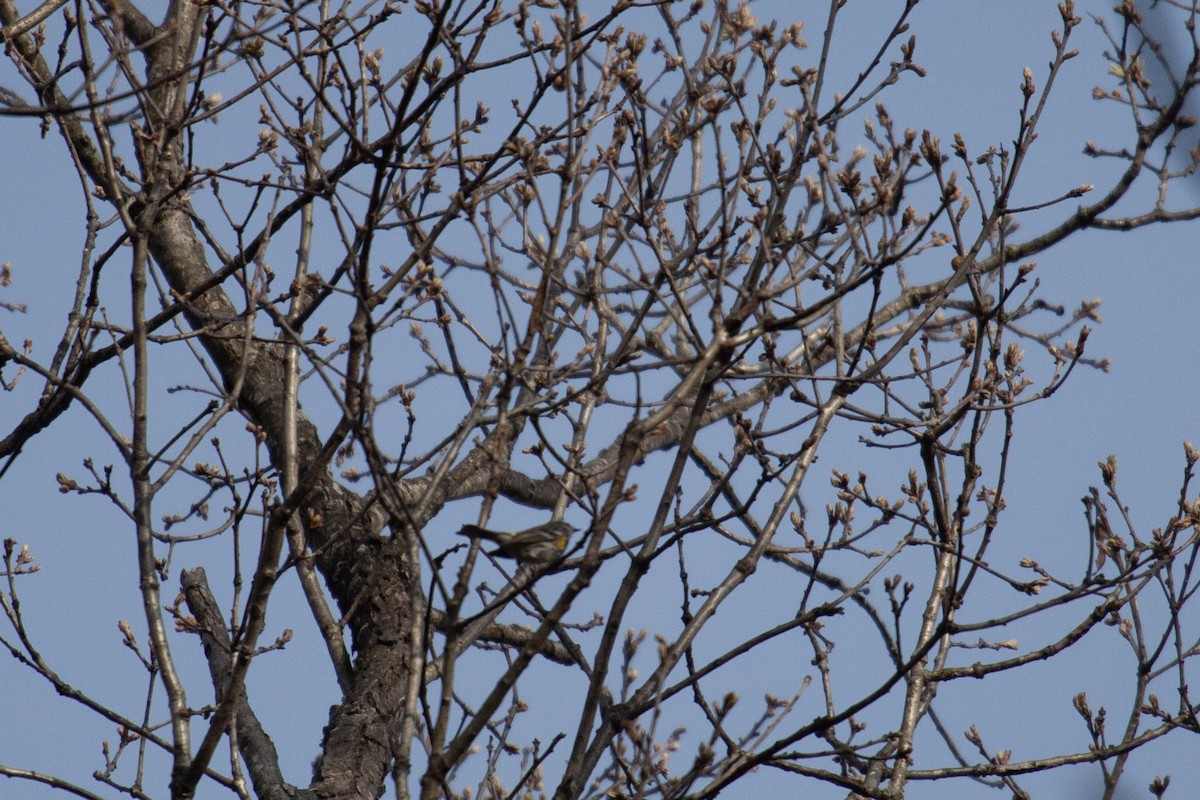 Yellow-rumped Warbler - ML635800673