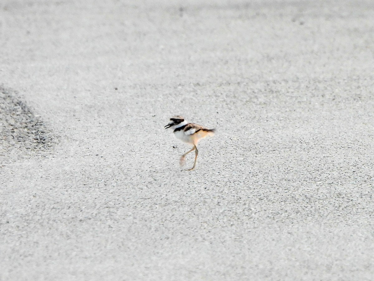 Killdeer - ML635800821